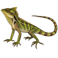 Bell's Anglehead Lizard
