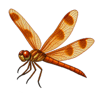 Eastern Amberwing
