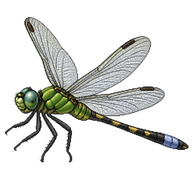 Pin-tailed Pondhawk