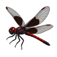 Black-winged Dragonlet
