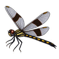Three-striped Dasher
