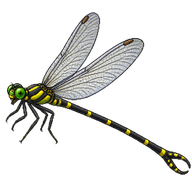 Ringed Forceptail