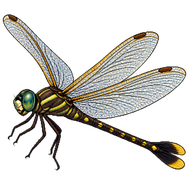 Paddle-tipped Duskhawker