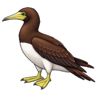 Brown Booby