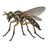Fly