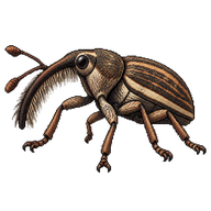 Bearded Weevil