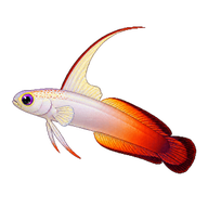 Fire Goby