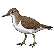 Common Sandpiper