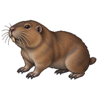 Northern Pocket Gopher