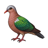 Emerald Dove