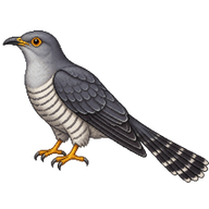 Indian Cuckoo