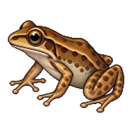 Oriente Streamside Frog