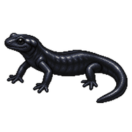 Alpine Salamander