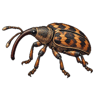 Cyrtotrachelus buqueti