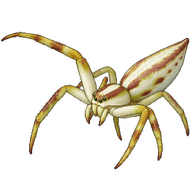 Elongate Crab Spider