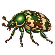 Variegated Beetle