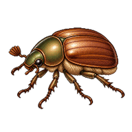 Brown Chafer Beetle