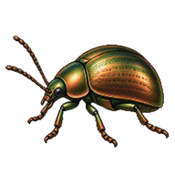 Bronze Beetle