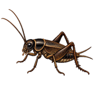 Jamaican field cricket