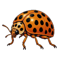 28-Spotted Ladybird Beetle