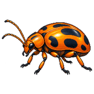 Pumpkin Beetle