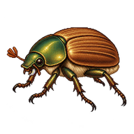 Brown Chafer