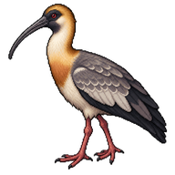 Buff-necked Ibis