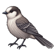 Gray Jay