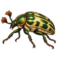 Anegleis Cardoni Beetle