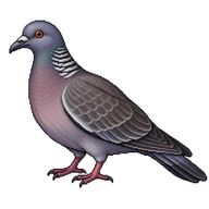 Picazuro Pigeon