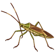 Rice Ear Bug