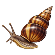 Celebes Sulawesi Snail