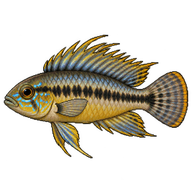 Umbrella Cichlid