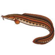 Fire Eel