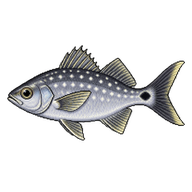 Spotted Flagtail