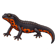 Chinese Fire-Bellied Newt