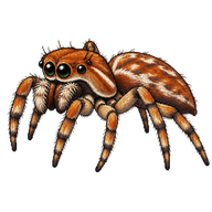 Common Ogre-Faced Spider