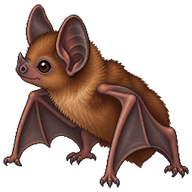 Greater Noctule Pup