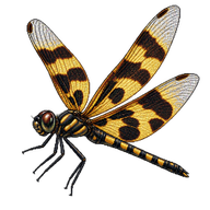 Common Picture Wing