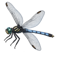 Luzon Skimmer