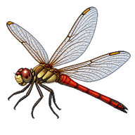 Saddleback Red Dragonfly