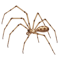 Cellar Spider