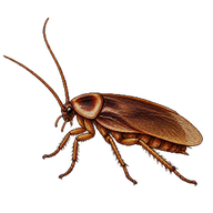 Pennsylvania Wood Cockroach