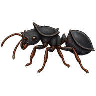 Turtle Ant
