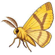 Yellow V Moth