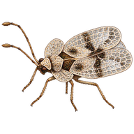 Oak Lace Bug