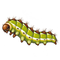 Common Castor Caterpillar