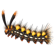 Common Snout Caterpillar