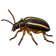 Two-lined Leather Beetle