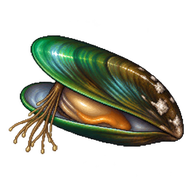 Green Mussel